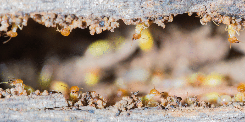 Termite Prevention Treatment | Bed Bug Texas termite & Pest Control