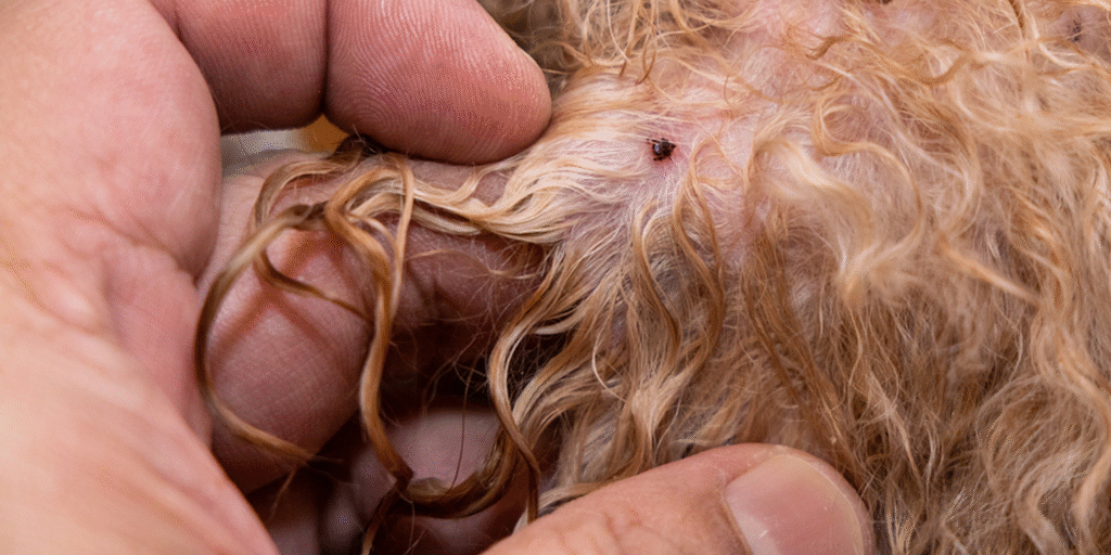 Flea Treatment For Pets | Bed Bug Texas Termite & Pest Control