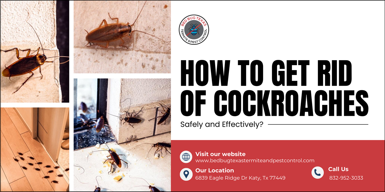 How to Get Rid of Cockroaches | Bed Bug Texas