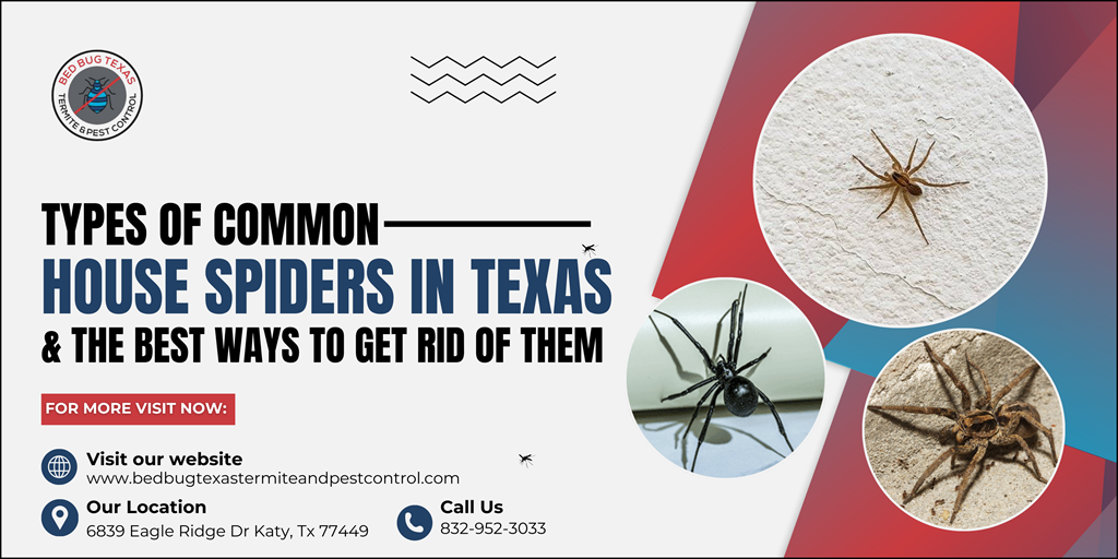Types of House Spiders | Bed Bug Texas Termite and Pest Control